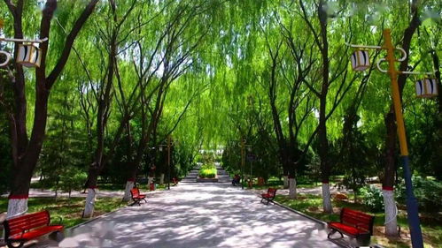 神木綠化美化顯成效 城市顏值大提升 物業(yè)管理添動(dòng)力