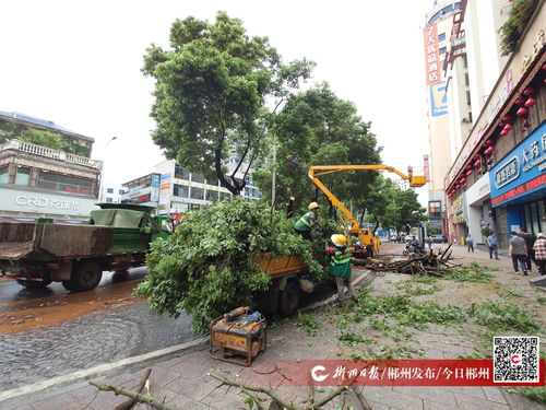 大樹(shù)倒伏阻交通，園林綠化服務(wù)中心與物業(yè)公司攜手快速清障